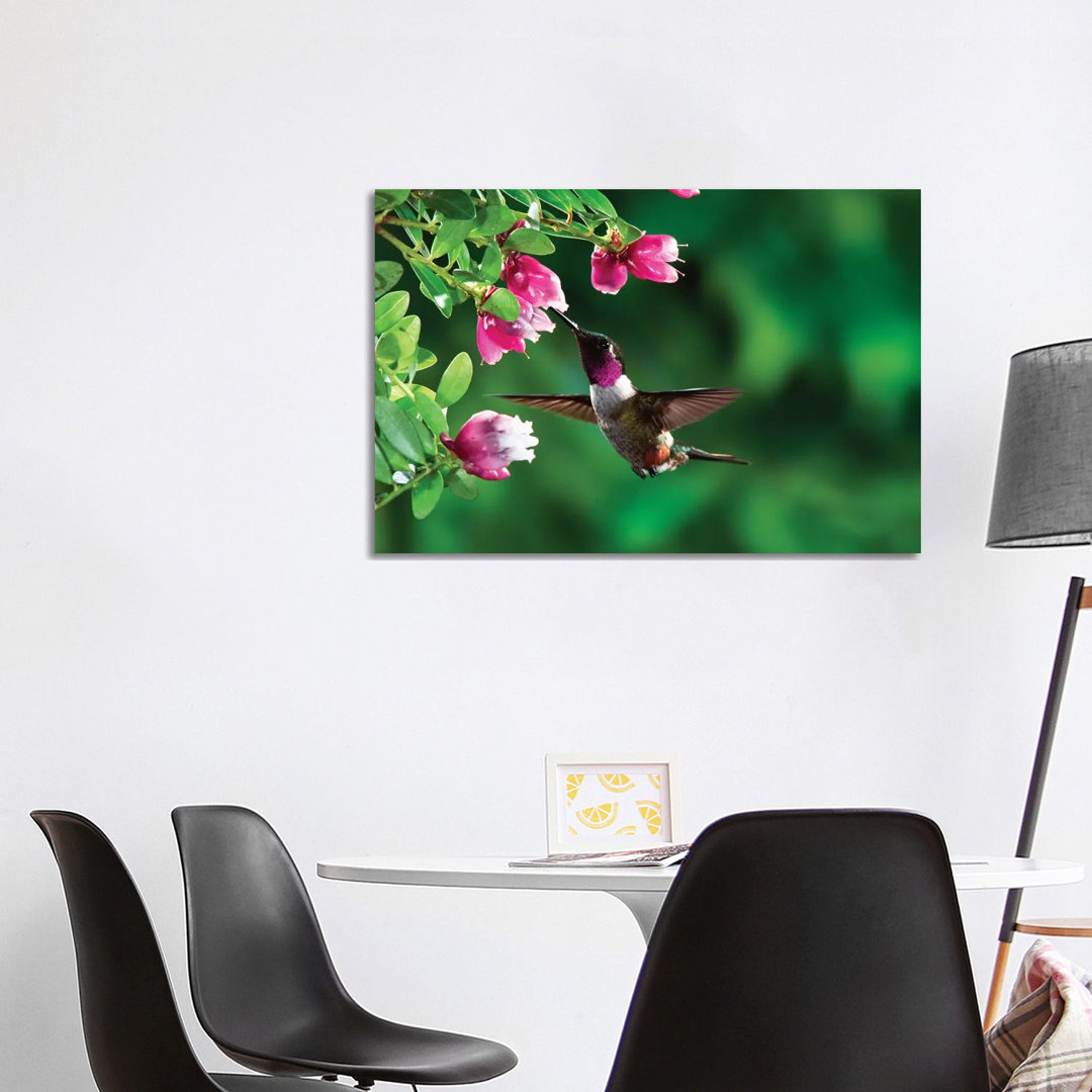 Magenta-Throated Woodstar Hummingbird Male Feeding On Epiphytic Heath, Costa Rica by Michael & Patricia Fogden - Wrapped Canvas Print