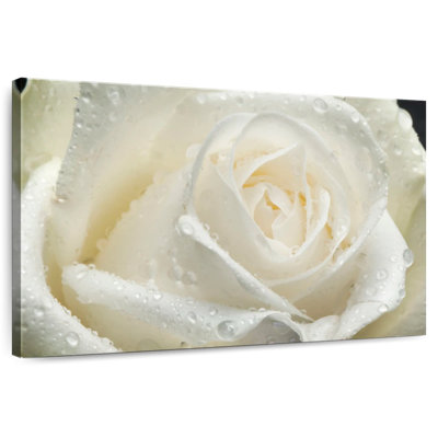 Rose blanche Harnek Dewy