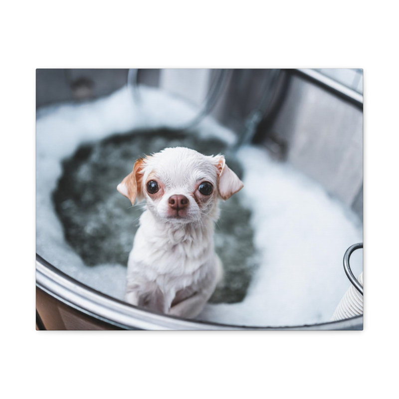«Cute Chihuahua Bathee», art mural sur toile