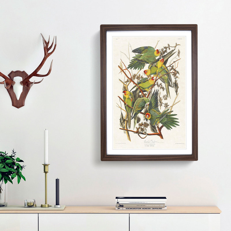 Carolina Parrots by John Audubon - Picture Frame Painting Print, Walnut Framed, 65cm H x 48cm W x 2cm D