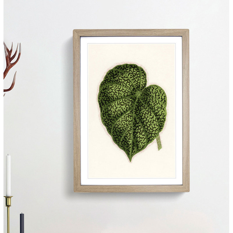 Illustration of a Green Leaf by Benjamin Fawcett - Framed Print, 50cm H x 35cm W x 2cm D, Oak
