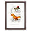 Bird Illustrations PL. 5B by Charles D' Orbigny - Single Picture Frame Painting-55457116-55457117