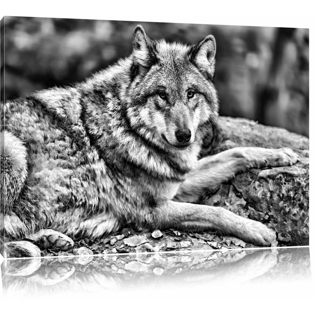 Leinwandbild Stolzer Wolf auf Stein in Monochrom