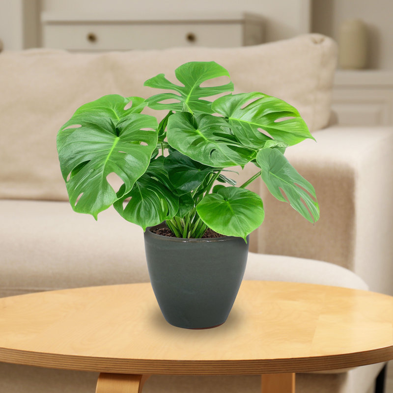 Pot de fleurs extérieur rond en céramique Atenea Francine, H 8 po x l 9 po x P 9 po, gris
