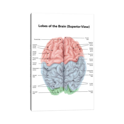 «Superior View of Human Brain with Lobe coloré et étiquettes» par Alan Gesek - impression sur toile tendue