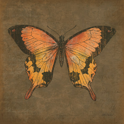 Papillon moka