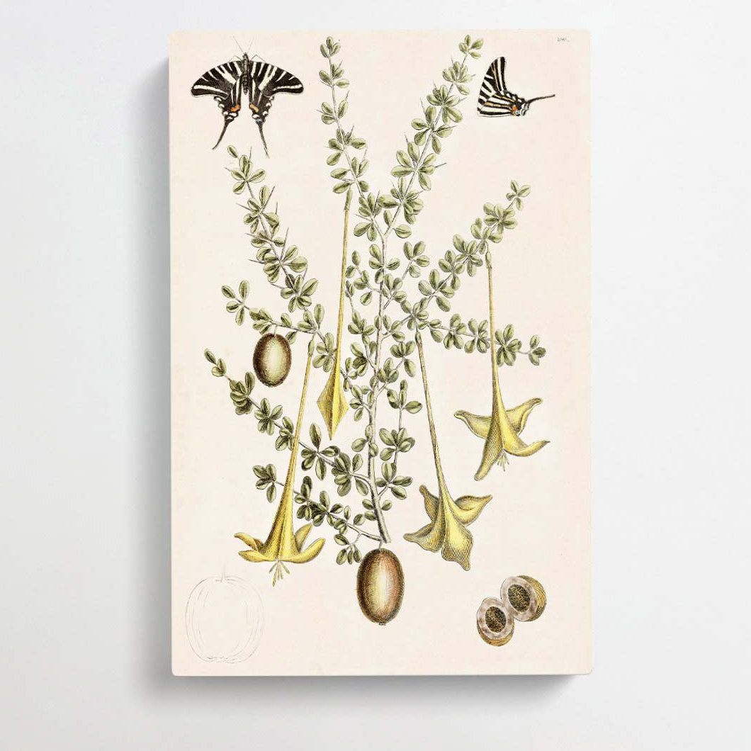 Butterflies & Flowers by Mark Catesby - Wrapped Canvas