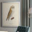 French Owls VI, reproduction encadrée sur papier-997620528-997620532