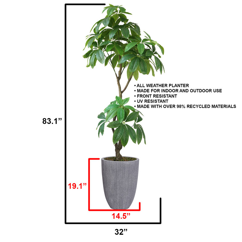 Pachira Aquatica 83,1 po en pot