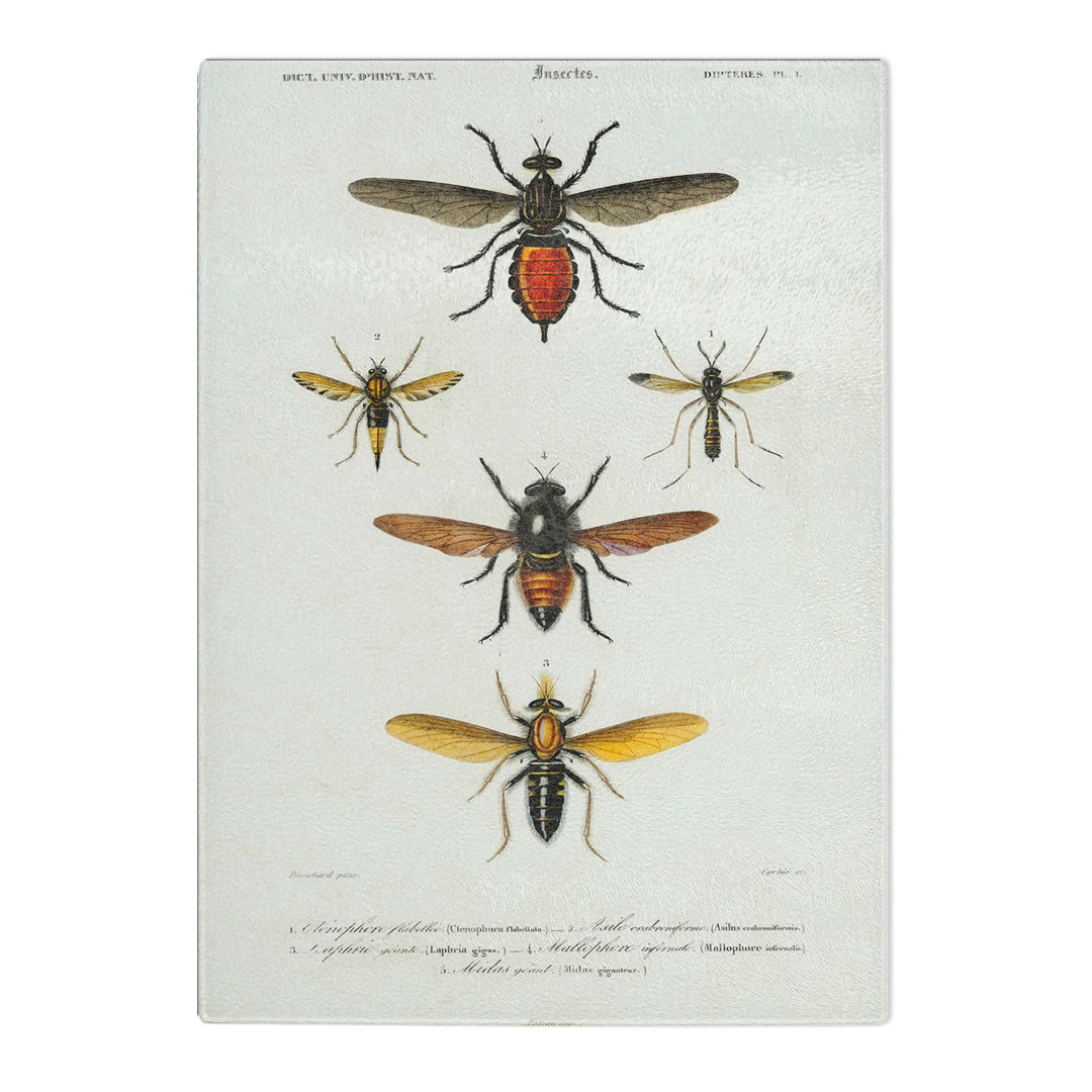 Tempered Glass Insect Illustrations PL. L by Charles D' Orbigny Chopping Board