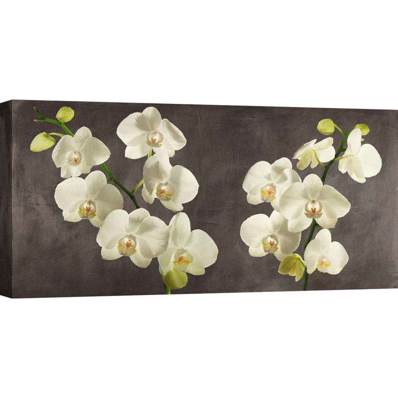 Orchids On Grey Background by Andrea Antinori - Wrapped Canvas Art Prints, 50cm H x 100cm W x 4cm D