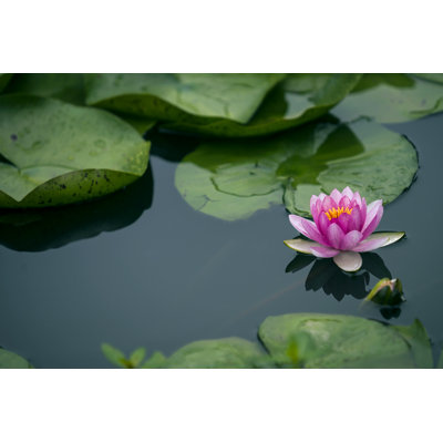 Lotus Flower - Wrapped Canvas Print