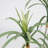 38" Real Touch Artificial Yucca Tree In Modern Planter - Cute Yucca Tree In A Grey Contemporary Pot
