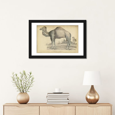" Camel Dromedary " by PI Collection