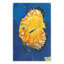 Life Aquatic 4 Print by PC Ngo-401012341-401012342