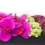 Orchid and  Arrangement-286518433-286518434