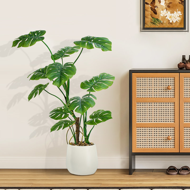 cebu blue plant Cebu Blue Pothos – Lichtenfelt's main image 0