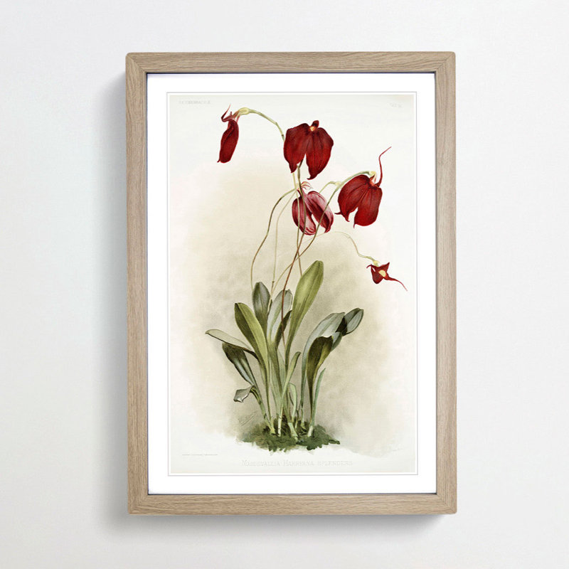 Magnolia Flowers Illustration Tab. 26 by Frederick Sander - Picture Frame Painting Print, Oak, 76cm H x 50cm W x 2cm D