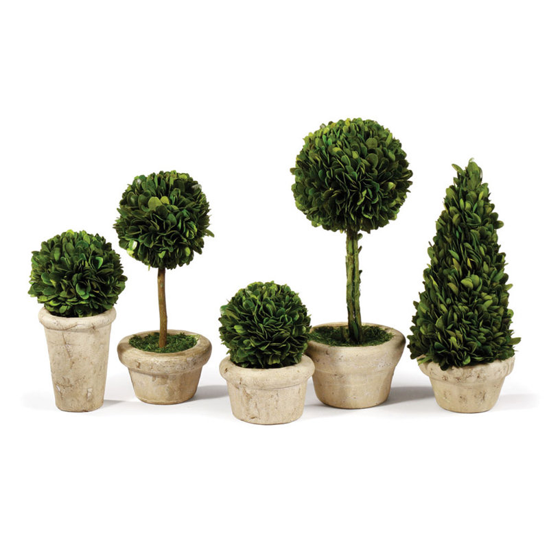 Preserved Boxwood 5 Piece Topiary Set
