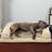 Orthopedic Polyester Pet Bed-81368365-81368369