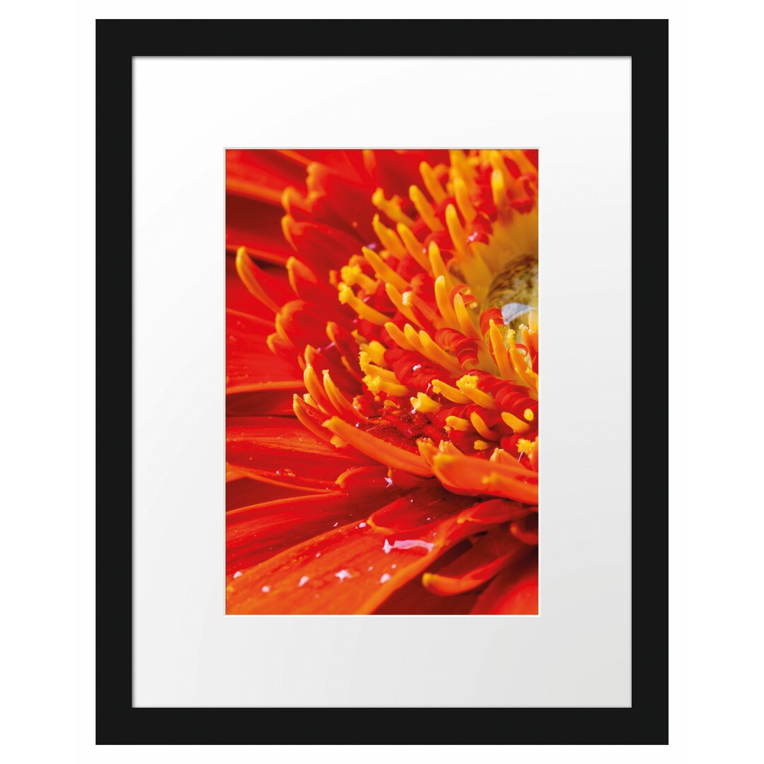 Gerahmtes Poster Gerbera mit Wassertropfen