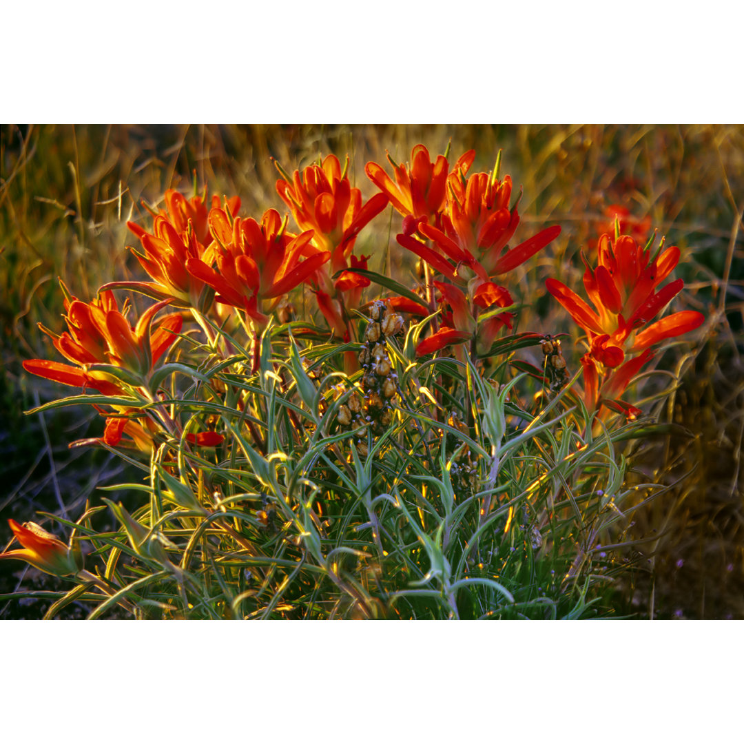 Rote Wildblumenblüten von Amygdala_imagery - Ohne Rahmen auf Leinwand drucken