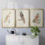 Toile encadrée de qualité supérieure Barn Owl - prête à être accrochée-69983582-69983581