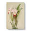 Magnolia Flowers Illustration Tab.91 by Frederick Sander - Wrapped Canvas-55311493