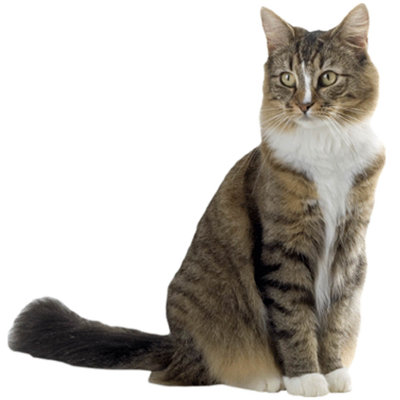 Adhésif décoratif chat V