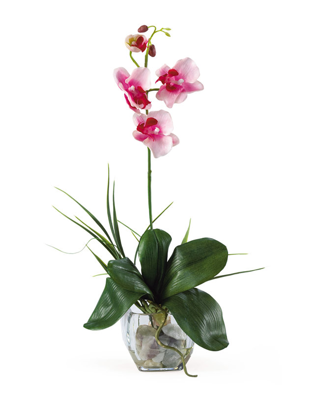 Orchid Arrangement
