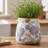 Adairsville Ceramic Planters, 6.68 Inch Vintage Plant Pots With Drainage For Indoor/Outdoor-480227513