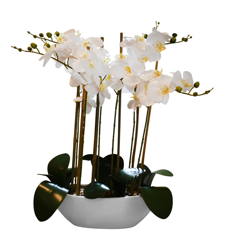 Orchidée phalaenopsis 32 po avec pot ovale blanc Reah Touch