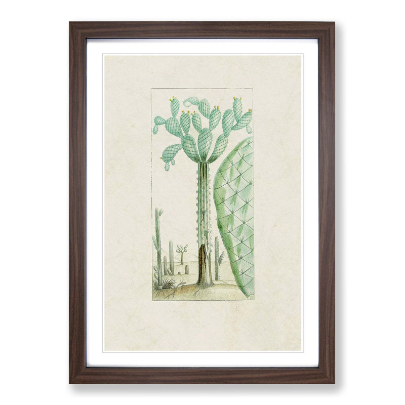 Cactus Illustration - Picture Frame Painting Print, 36cm H x 27cm W x 2cm D, Walnut Framed