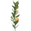 Tige de citron