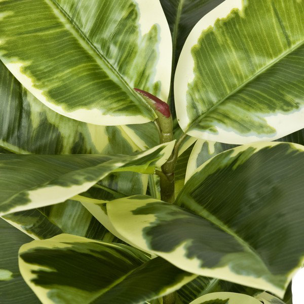 107cm Plant