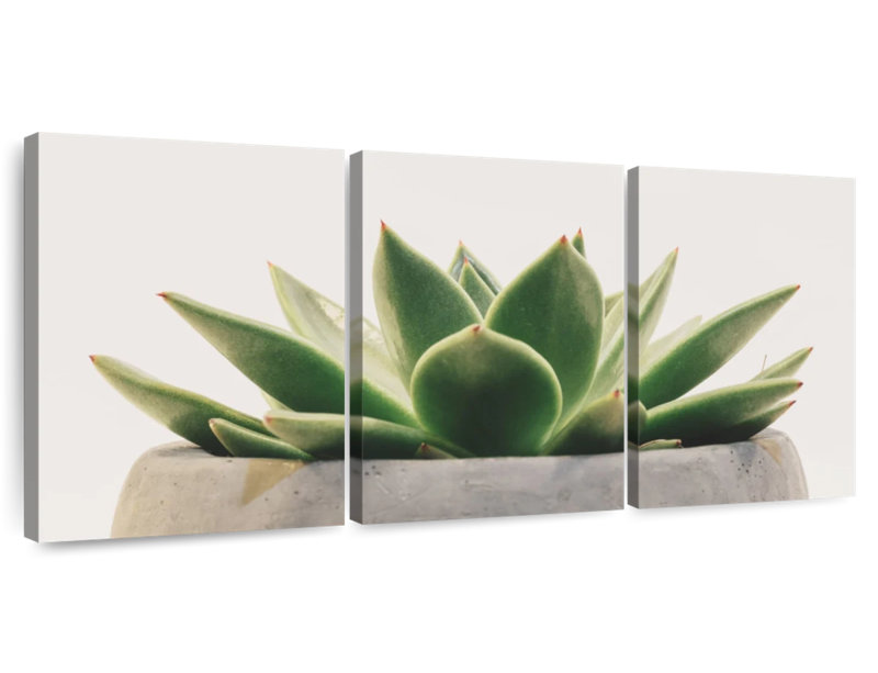 Plante grasse Harnek Stone Pot, H 39 po x l 80 po