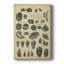 Étude de coquillages II - Illustration sur toile tendue-1556325451