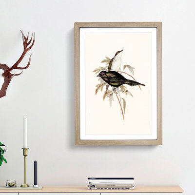 Shining Starling by Elizabeth Gould - Picture Frame Painting Print