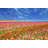 Field Flower Fields by Cfbill - Wrapped Canvas Print-2089508218