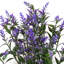 Heather 34 cm H Faux Plant