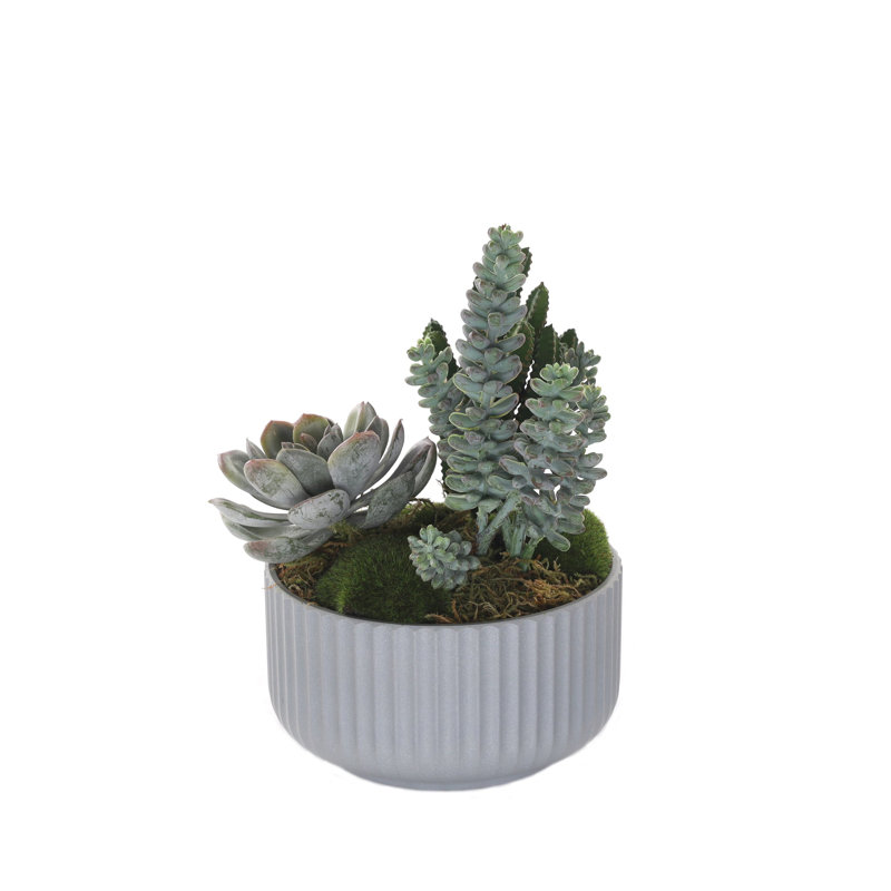 Faux Cactus Succulent in Pot