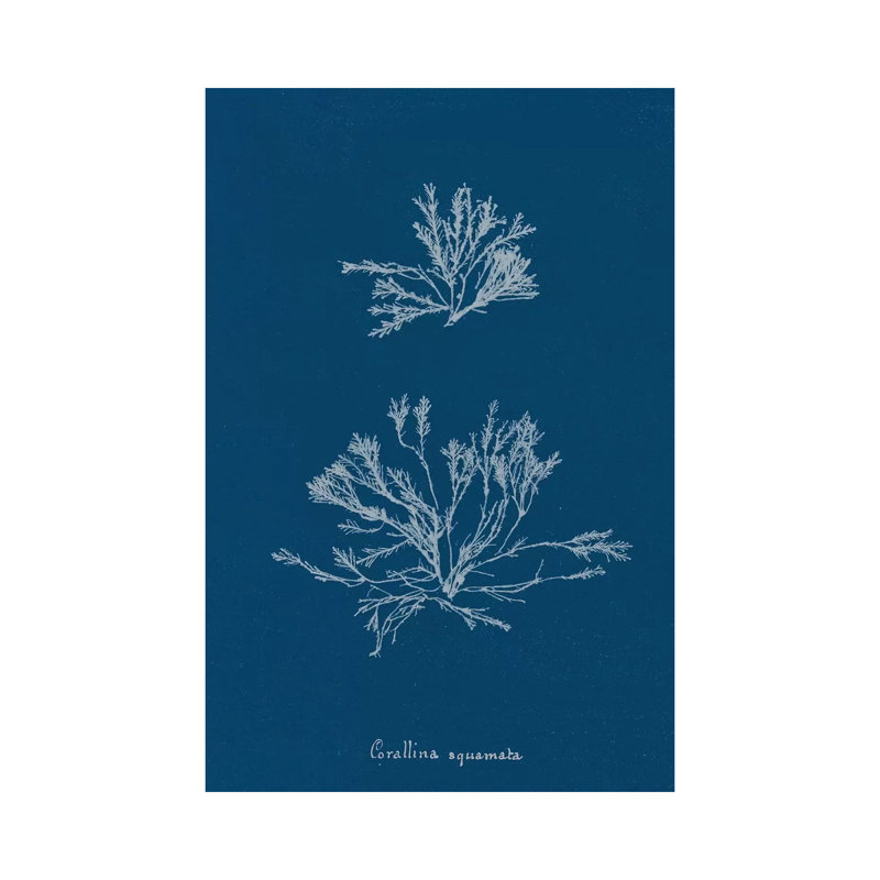 Delicate Coral IV by Wild Apple Portfolio - Wrapped Canvas Gallery-Wrapped Canvas Giclée, 20.32 cm H x 30.48 cm W