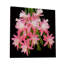 Cactus Succulents 649 - Impression sur toile tendue-1325224035