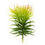 Vaporisateur artificiel Crassula Tetragona