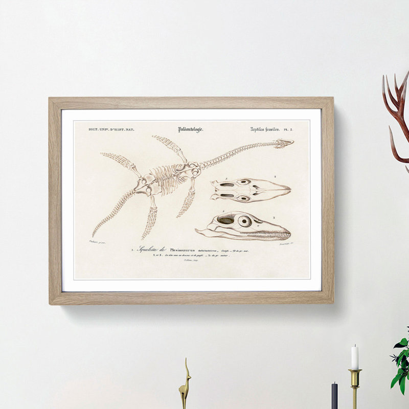 Plesiosaurus Illustration by Charles d' Orbigny - Picture Frame Painting Print, 48cm H x 65cm W x 2cm D, Oak Framed