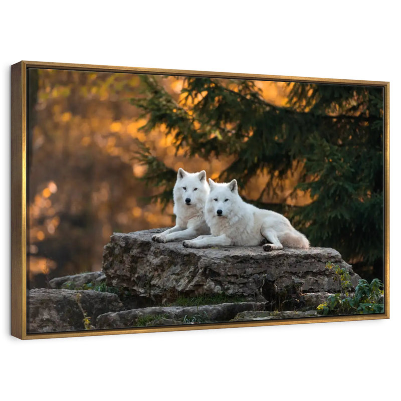 White Wolf Mates, Cadre flottant doré, 31 po x 21 po