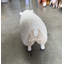Statue de bébé mouton Texelaar