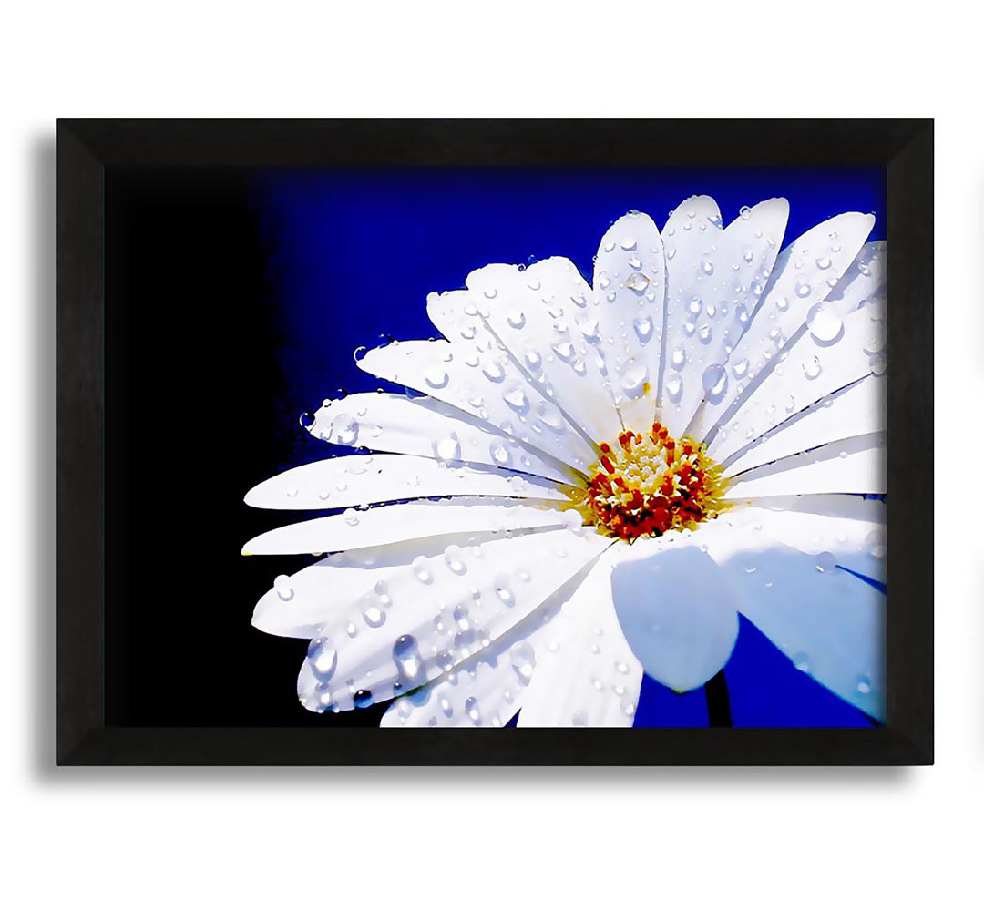 Gerahmtes Leinwandbild White Daisy Petal Droplet