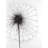 Dandelion Print On Canvas