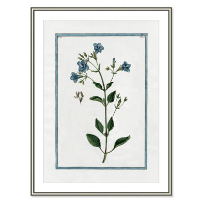 Colombe "Shabby Elegance Botanical II" Print
